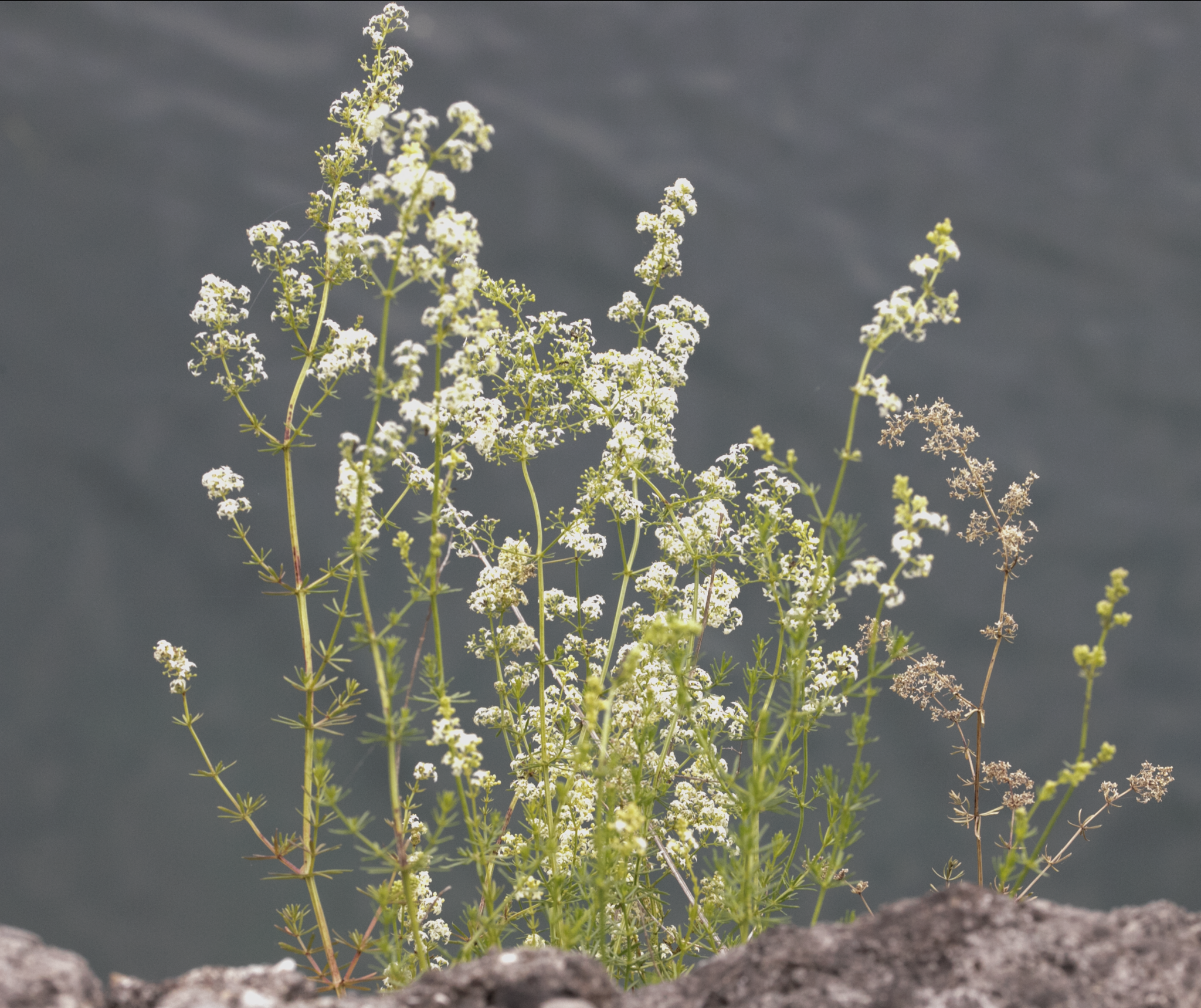 Image of Galium lucidum by (c) Paolo Zucca, some rights reserved (CC BY)