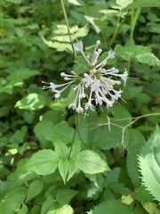 Valeriana pauciflora