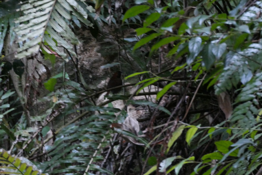 Okinawa Robin in May 2024 by Fabian A. Boetzl · iNaturalist