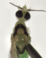 Dicranomyia