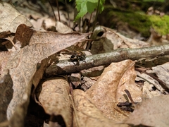 Teuchocnemis lituratus