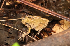 Japanese Buerger's Frog photo 3