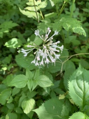 Valeriana pauciflora