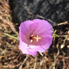 Clarkia gracilis