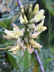 Astragalus nevinii