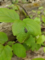 Schizotus cervicalis