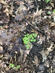 Thalictrum thalictroides