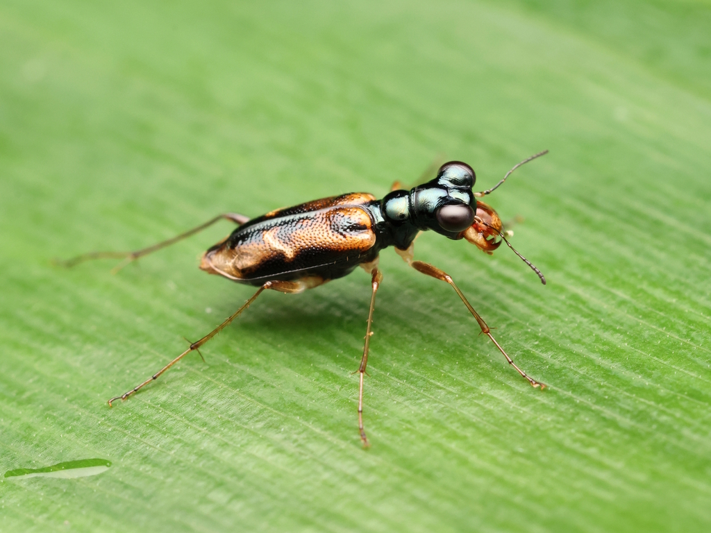 Therates alboobliquatus