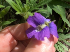 Viola subsinuata