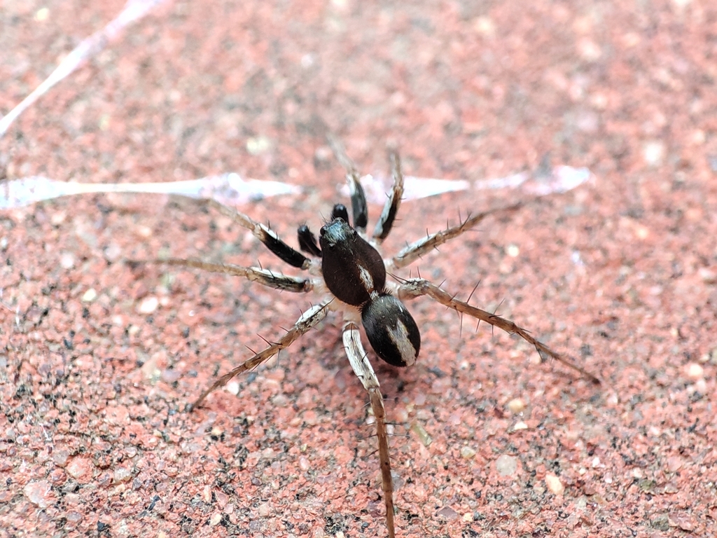 Pardosa hedini