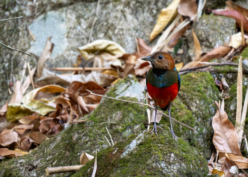 Philippine Pitta (Erythropitta erythrogaster), photo 10
