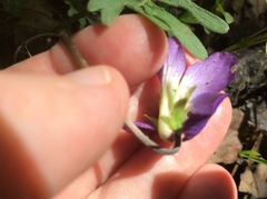 Viola subsinuata
