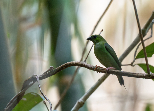 Green-faced Parrotfinch (Erythrura viridifacies), photo 1