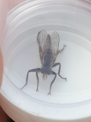 fan-bristled robberfly, Appelscha, Alankomaat, photo 5 of 10