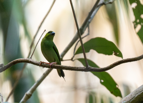 Green-faced Parrotfinch (Erythrura viridifacies), photo 2