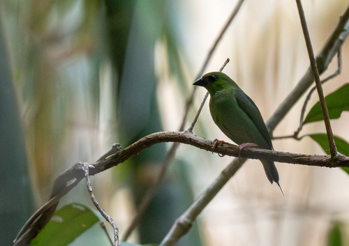 Green-faced Parrotfinch (Erythrura viridifacies), photo 5