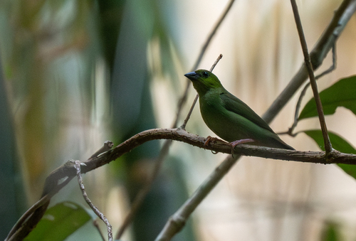 Green-faced Parrotfinch (Erythrura viridifacies), photo 6
