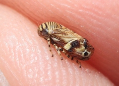 Clastoptera lineatocollis
