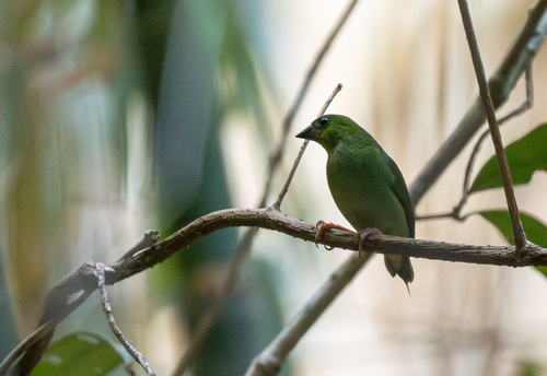 Green-faced Parrotfinch (Erythrura viridifacies), photo 7