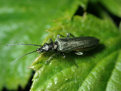 Oedemera virescens