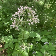 Valeriana pauciflora