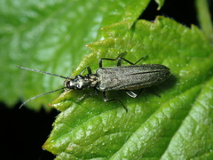 Oedemera virescens