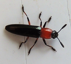 Languria angustata