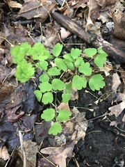 Thalictrum thalictroides