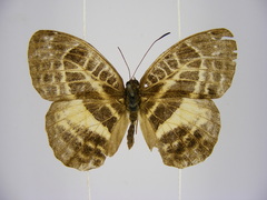 Euriphene goniogramma