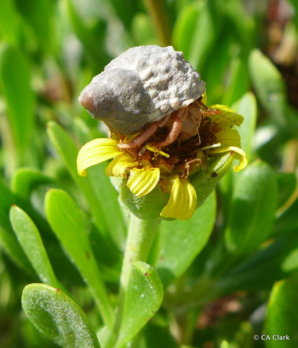 Caribbean Land Hermit Crab, photo 6 of 10