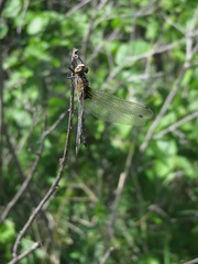 Leucorrhinia frigida