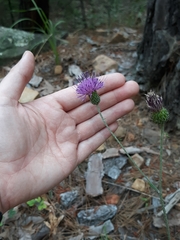 Cirsium carolinianum