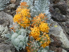 Acmispon argophyllus adsurgens