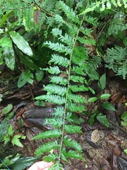 Selaginella exaltata