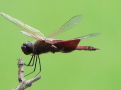 Tramea carolina