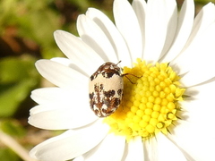 Anthrenus pimpinellae