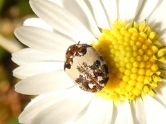 Anthrenus pimpinellae