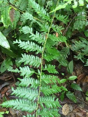 Selaginella exaltata
