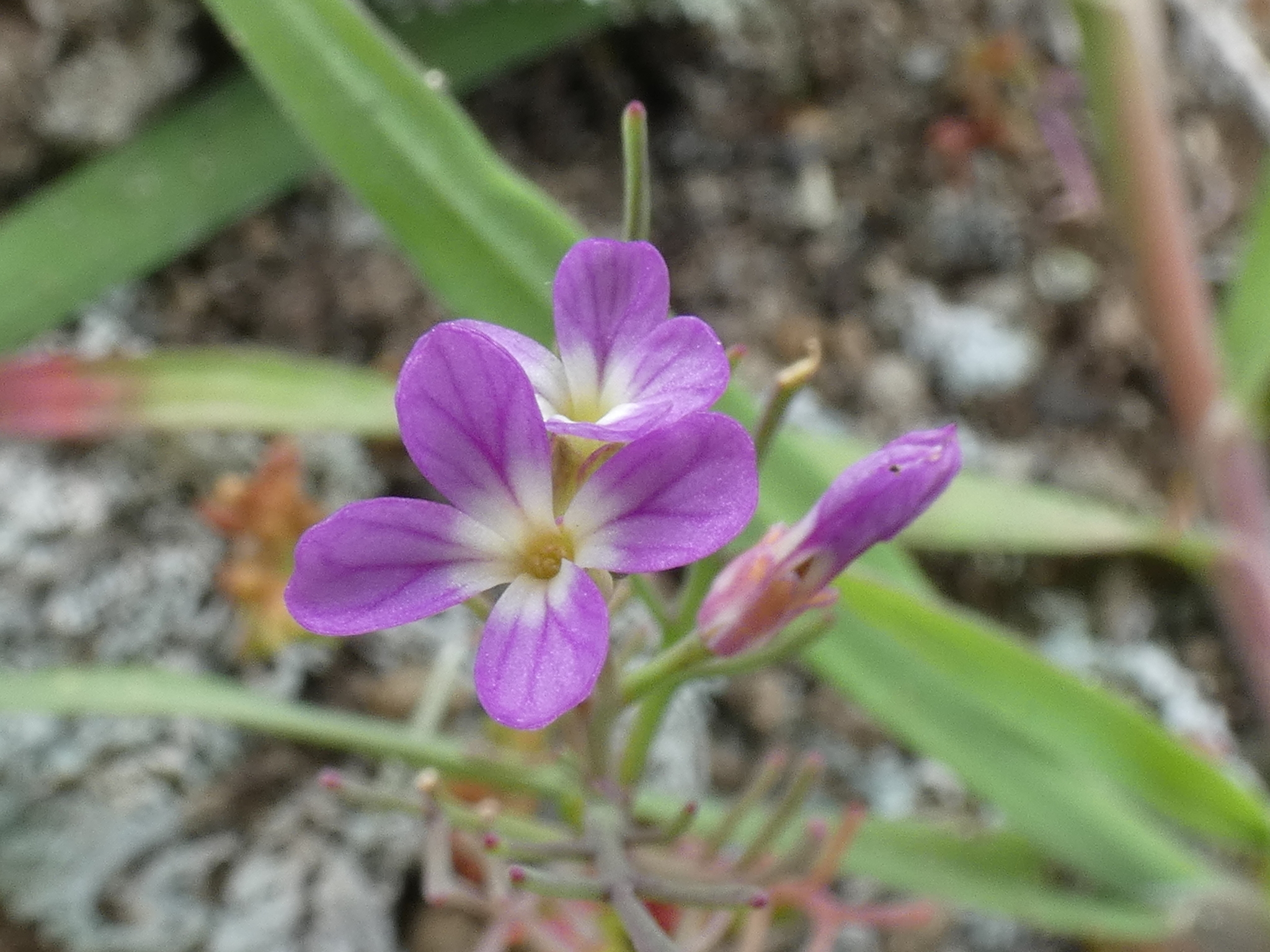 Sibara filifolia