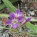 Sibara filifolia - Photo (c) Stephanie Calloway, algunos derechos reservados (CC BY-NC), uploaded by Stephanie Calloway