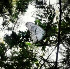 Morpho polyphemus polyphemus