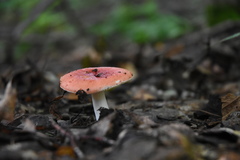Russula silvicola