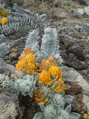 Acmispon argophyllus adsurgens