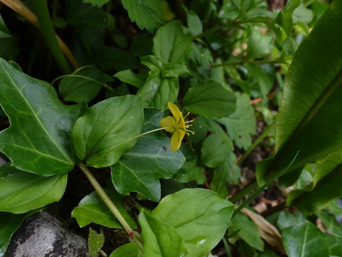 Yellow pimpernel (Lysimachia nemorum)