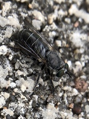 Atomosia melanopogon