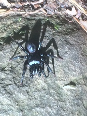Sphodros niger