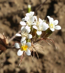 Triptilion capillatum