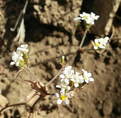 Triptilion capillatum