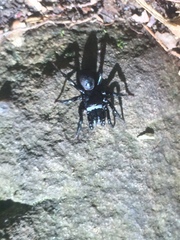 Sphodros niger