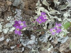 Sibara filifolia